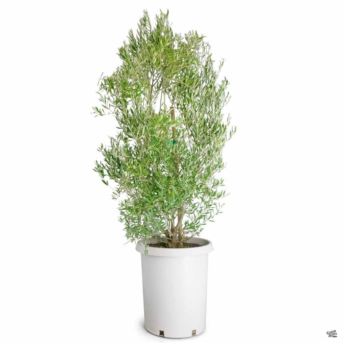 Fruitless Olive 15 gallon