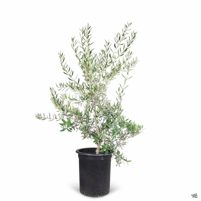 Fruitless Olive 15 gallon multi-trunk