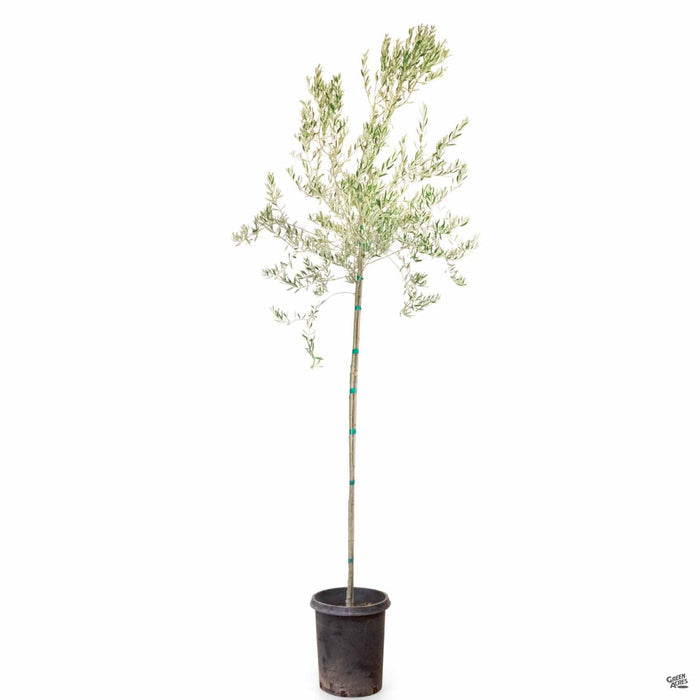 Fruitless Olive 15 gallon standard trunk