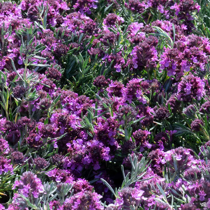 Fruity Germander