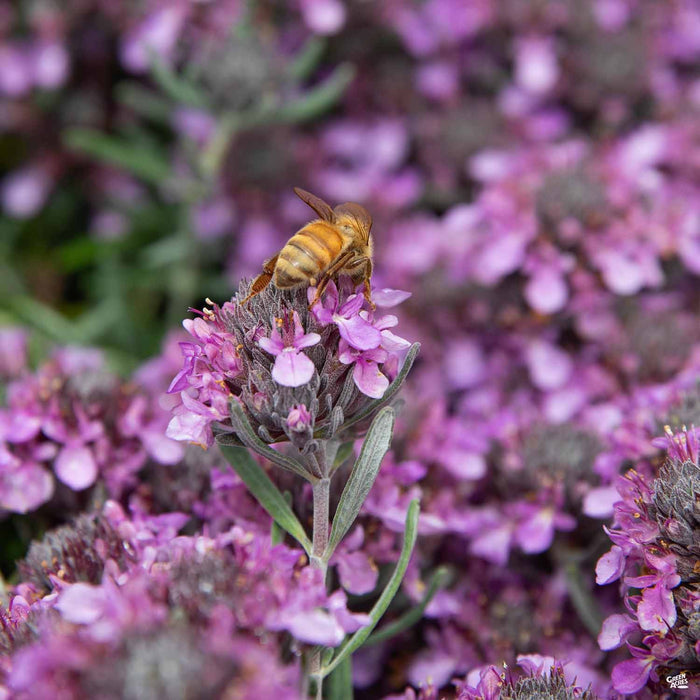 Fruity Germander