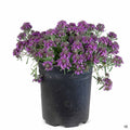 Fruity Germander 1 gallon