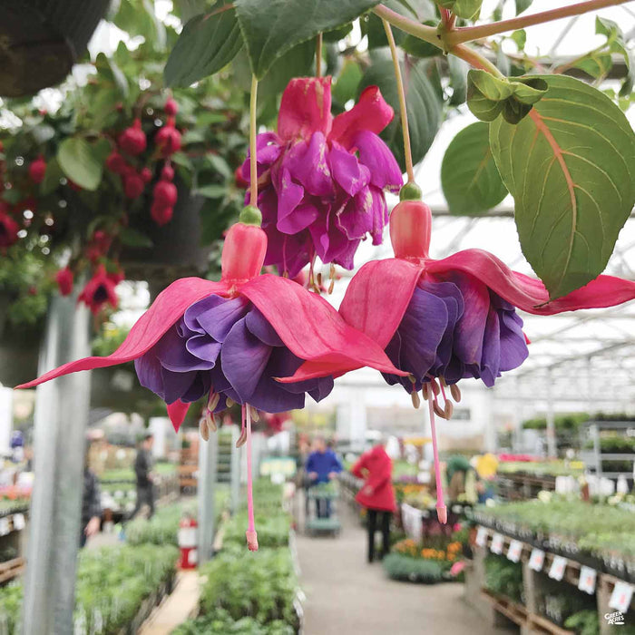 Fuchsia