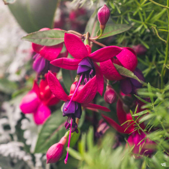 Fuchsia