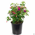 Fuchsia 4 inch