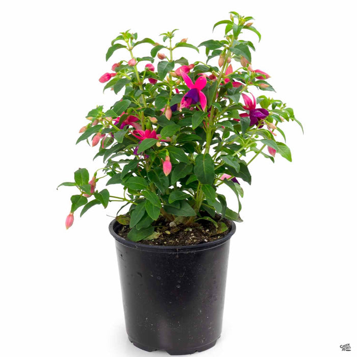 Fuchsia 4 inch