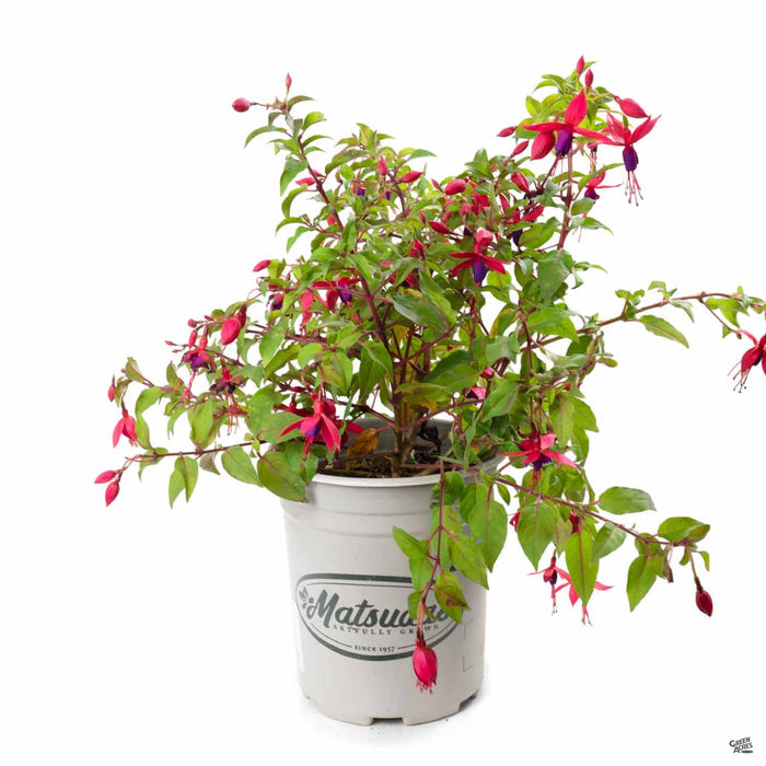 Fuchsia 1 gallon