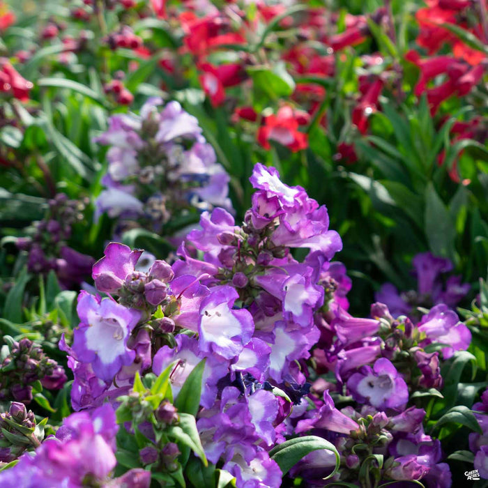 Garden Penstemon