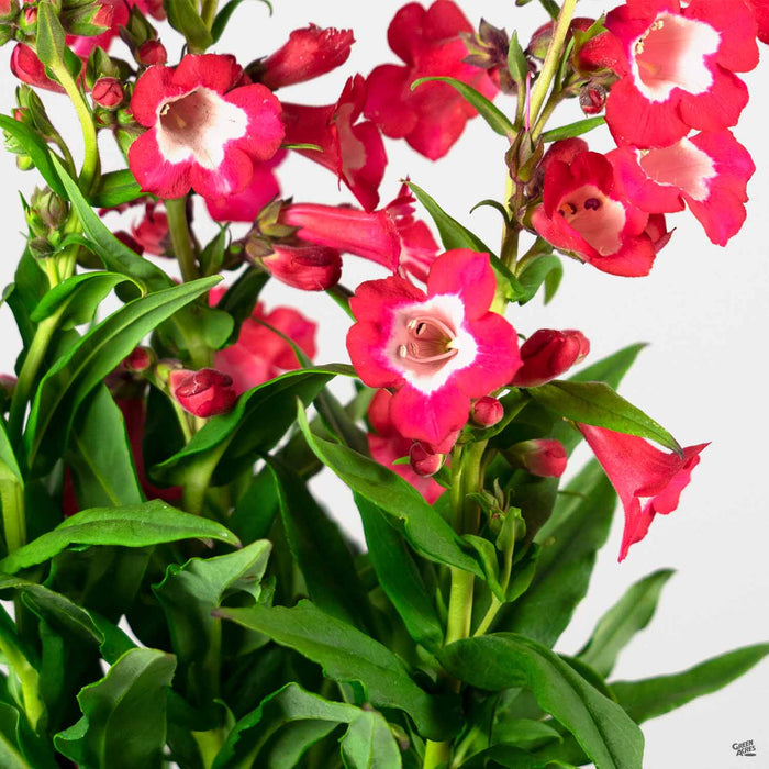 Garden Penstemon