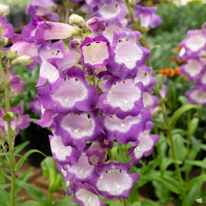 Penstemon