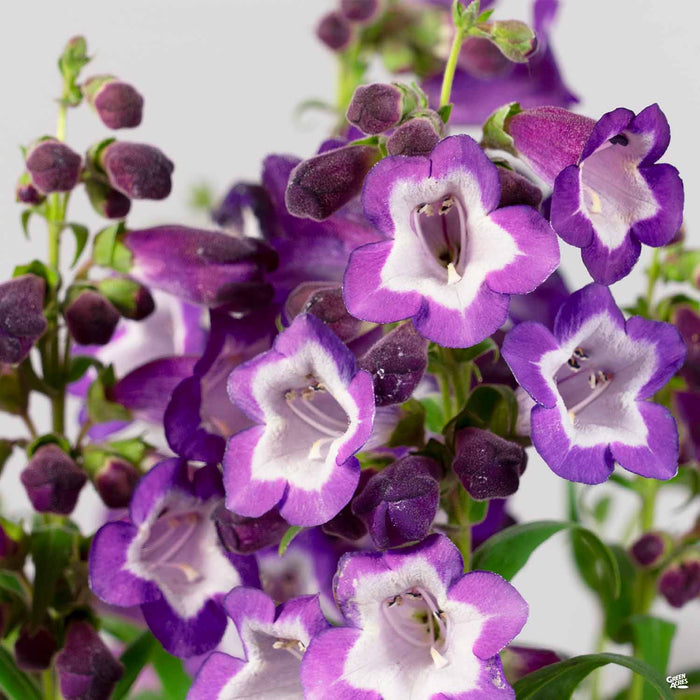 Penstemon Purple