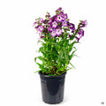 Penstemon 1 gallon purple
