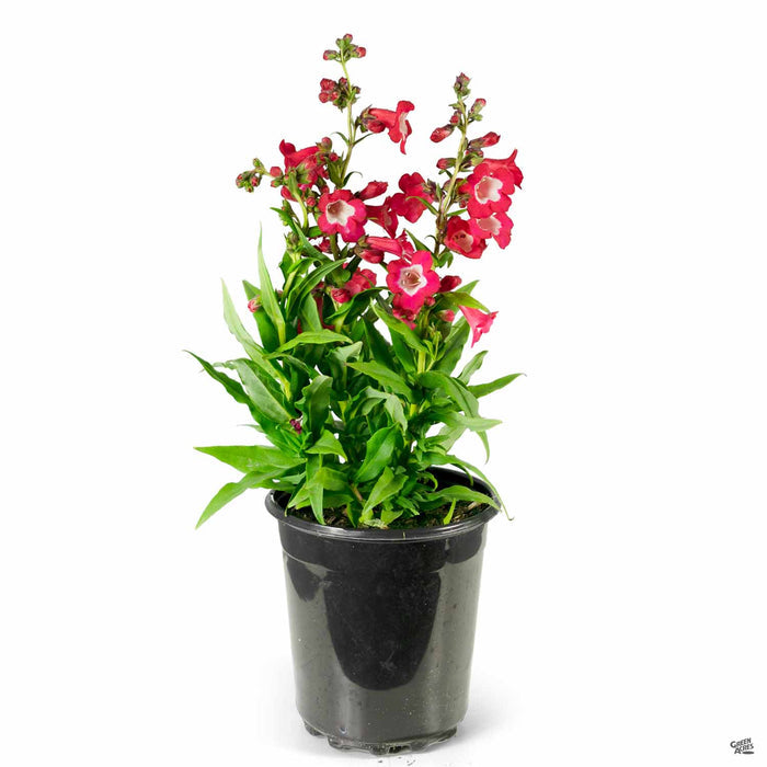 Garden Penstemon 1 gallon red