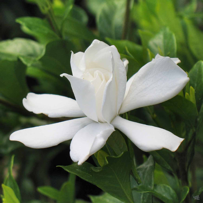 Gardenia 'August Beauty'