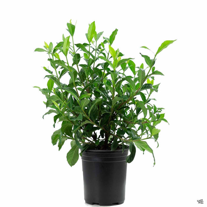 Gardenia 'August Beauty' 1 gallon