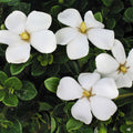 Gardenia Kleim's Hardy