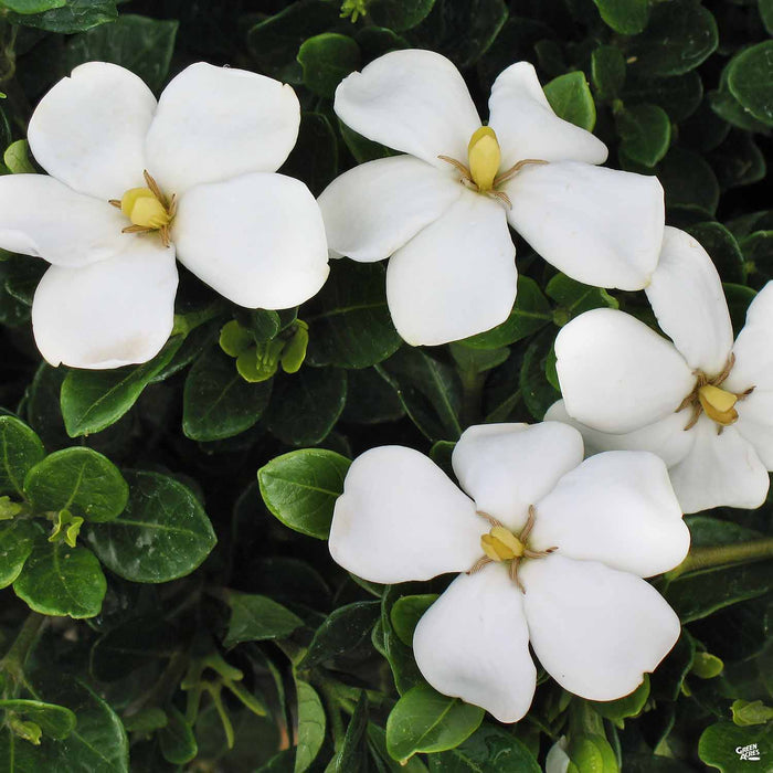 Gardenia Kleim's Hardy
