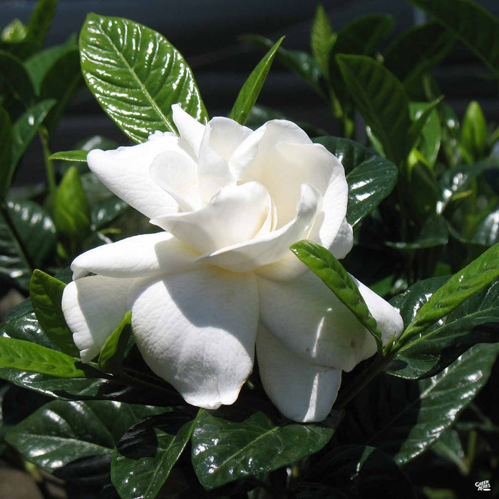 Gardenia 'Mystery'