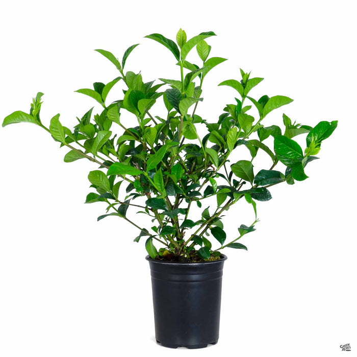 Gardenia 'Mystery' 1 gallon