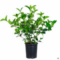 Gardenia 'Mystery' 1 gallon
