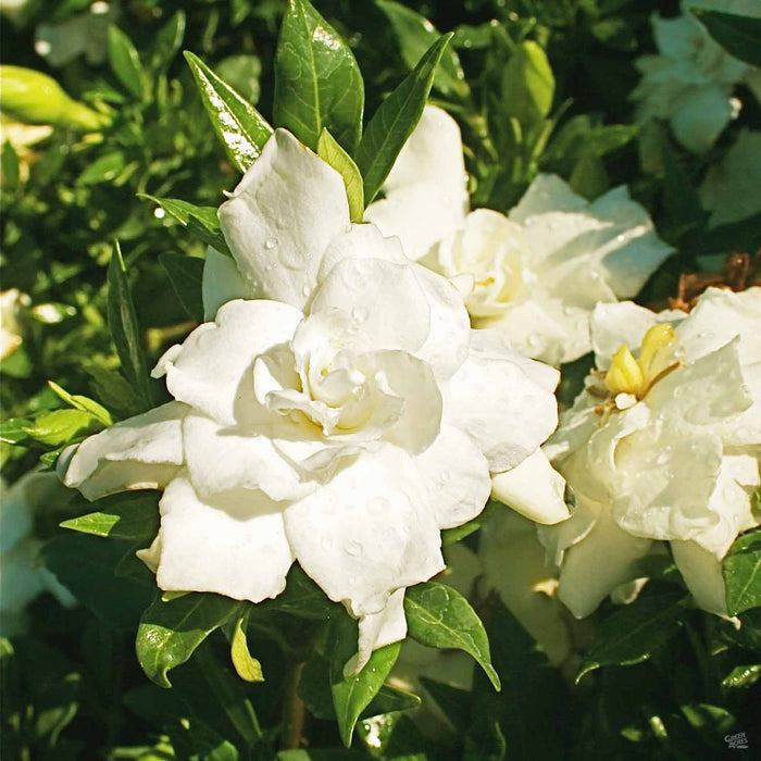 Gardenia 'Radicans'