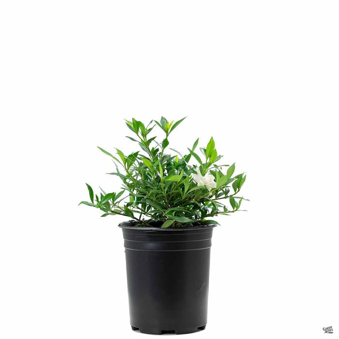Gardenia 'Radicans' 1 gallon