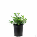 Gardenia 'Radicans' 1 gallon