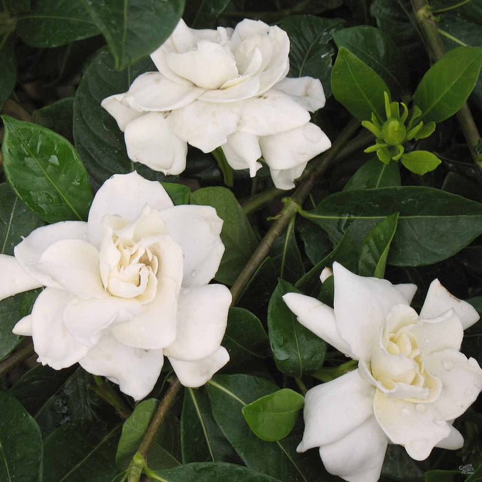 Gardenia 'Veitchii' Closeup