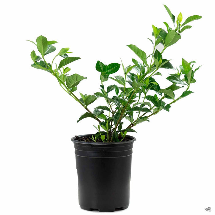 Gardenia 'Veitchii' 1 gallon