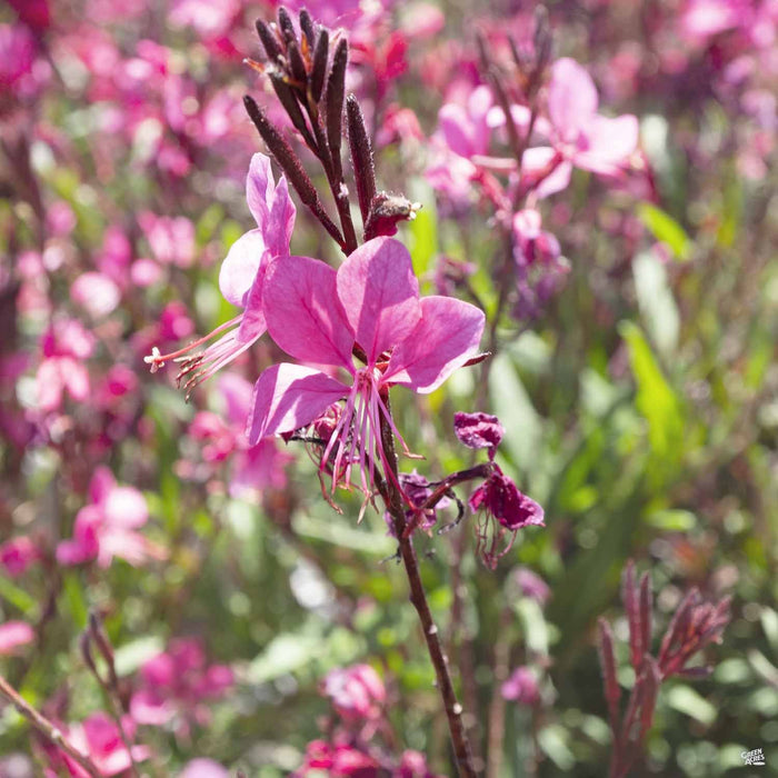 Closeup of Gaura 'Belleza', Pink