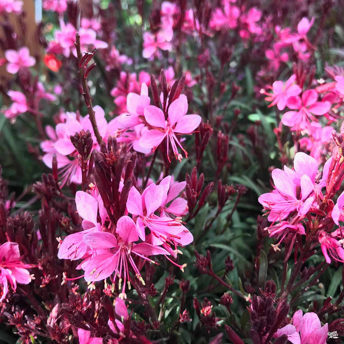 Gaura Belleza