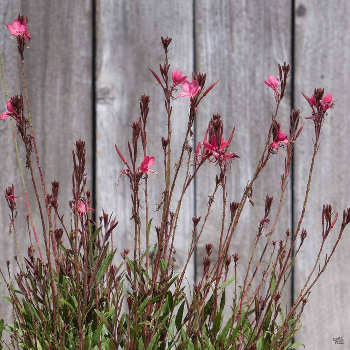 Gaura 'Belleza'