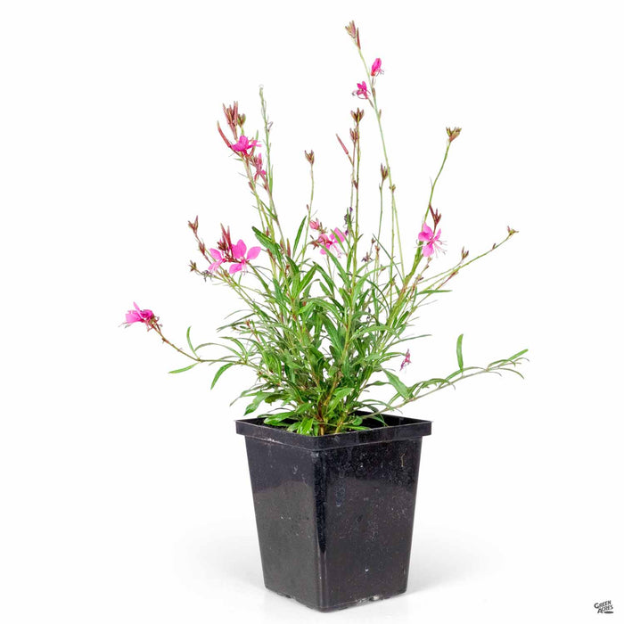 Gaura Belleza Dark Pink quart