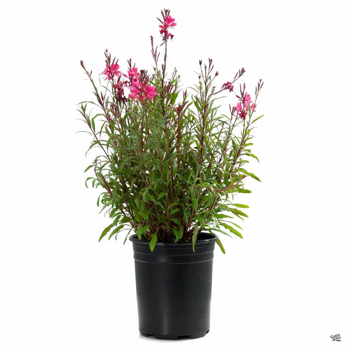 Gaura 'Belleza' Dark Pink 1 gallon