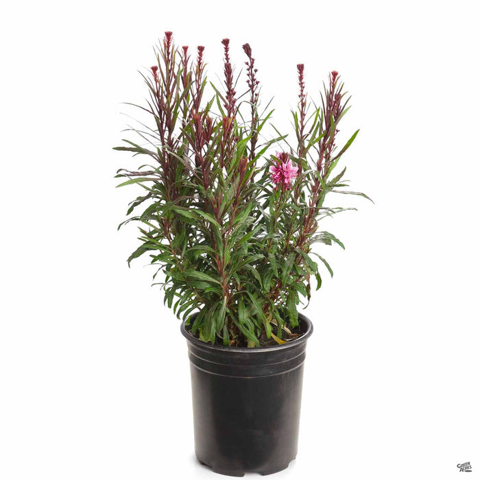 Gaura Belleza Light Pink 1 gallon