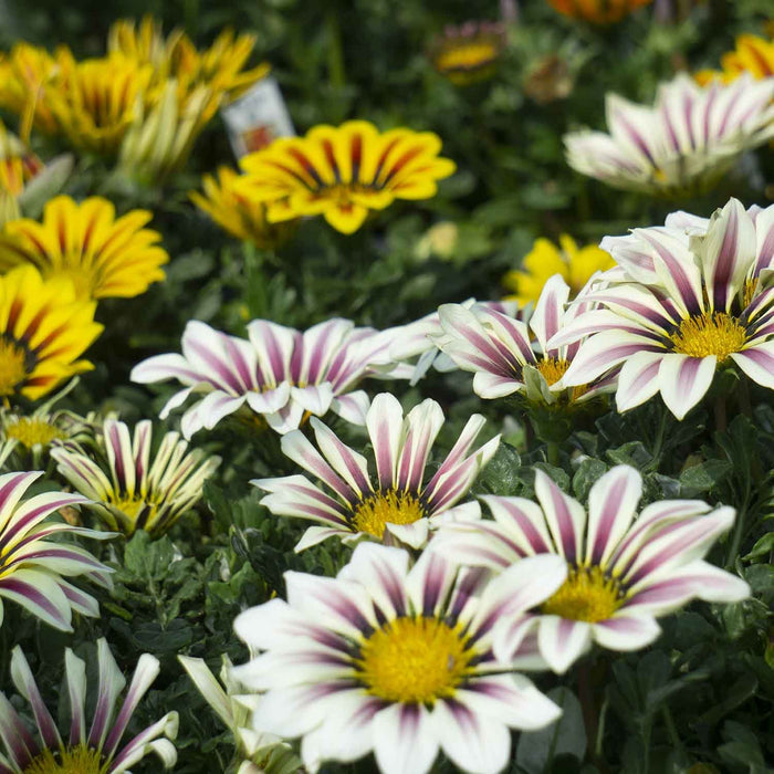 Closeup of Gazania