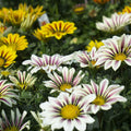Closeup of Gazania