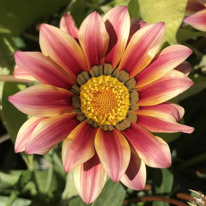 Gazania 'Daybreak Pink'