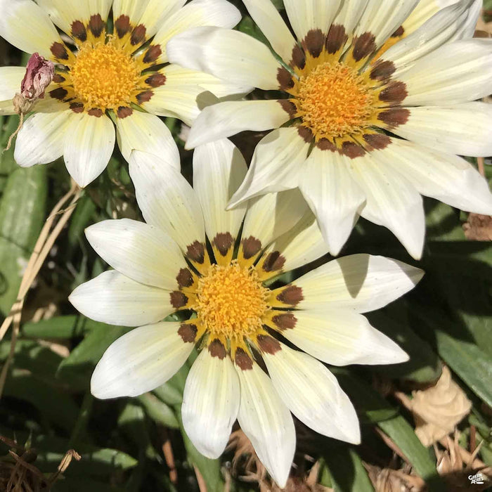 White Gazania