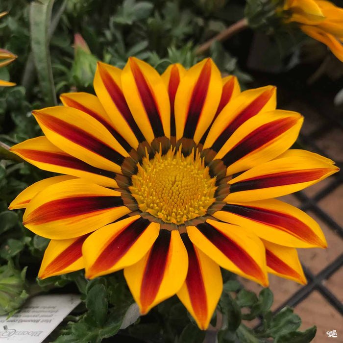 Gazania Big Kiss Yellow Flame