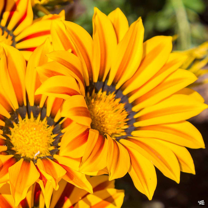 Gazania Big Kiss