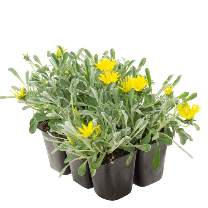Gazania 'Beda Yellow' 6-pack