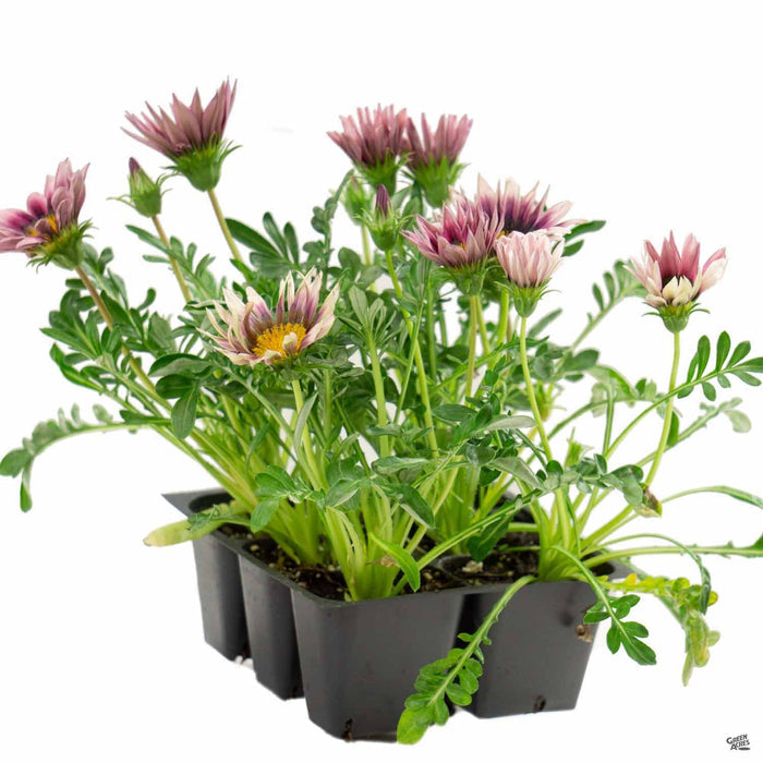Gazania 'Daybreak Pink' 6-pack