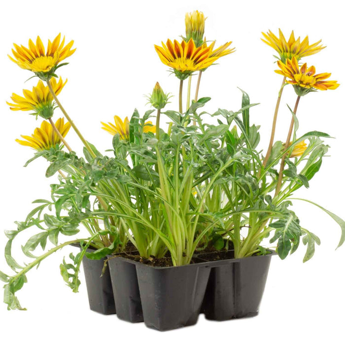 Gazania 'Daybreak Red Stripe' 6-pack