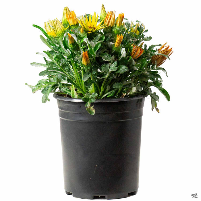 1 gal / Yellow