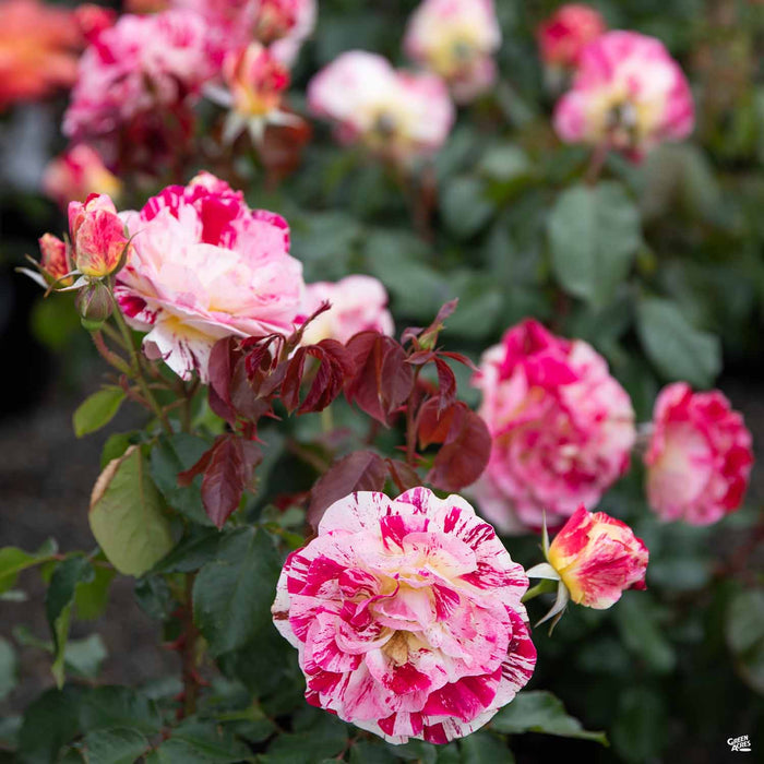 George Burns Rose
