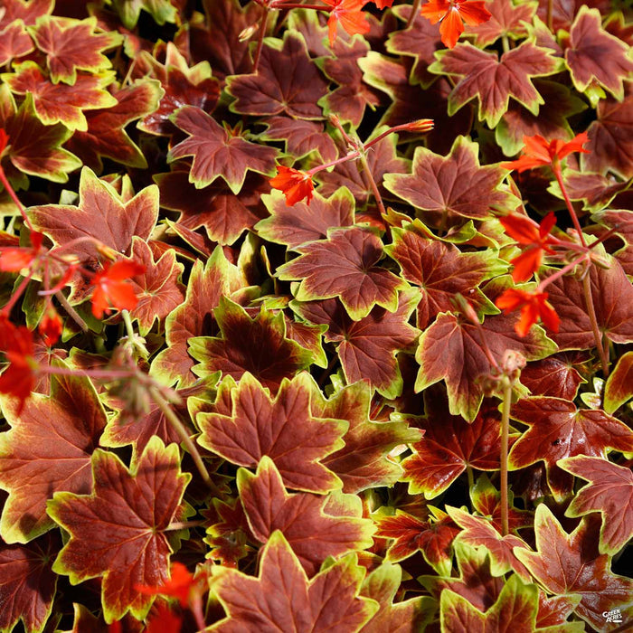 'Vancouver Centennial' Geranium