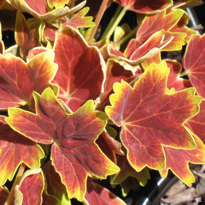 'Vancouver Centennial' Geranium