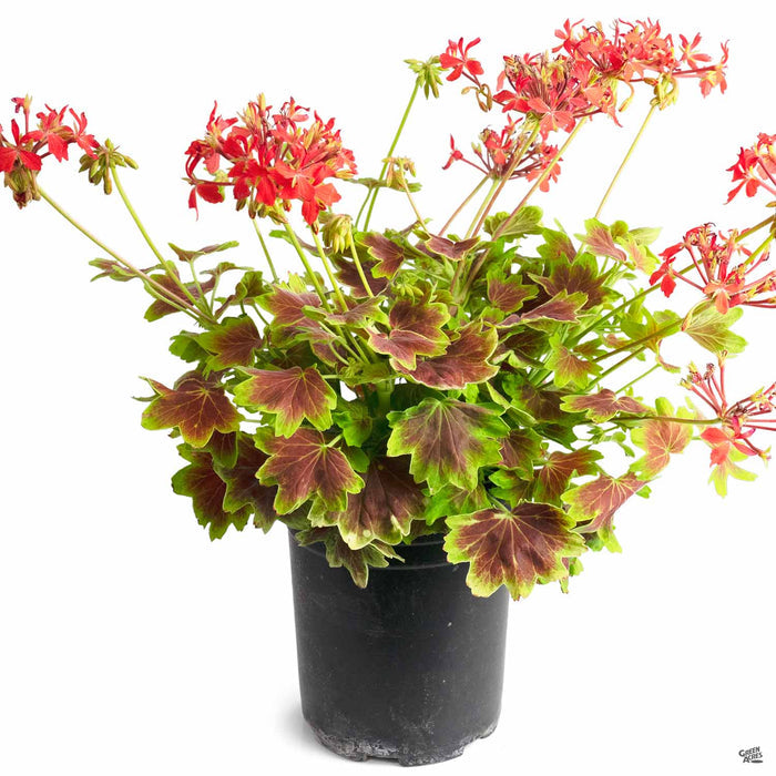 'Vancouver Centennial' Geranium 1 gallon