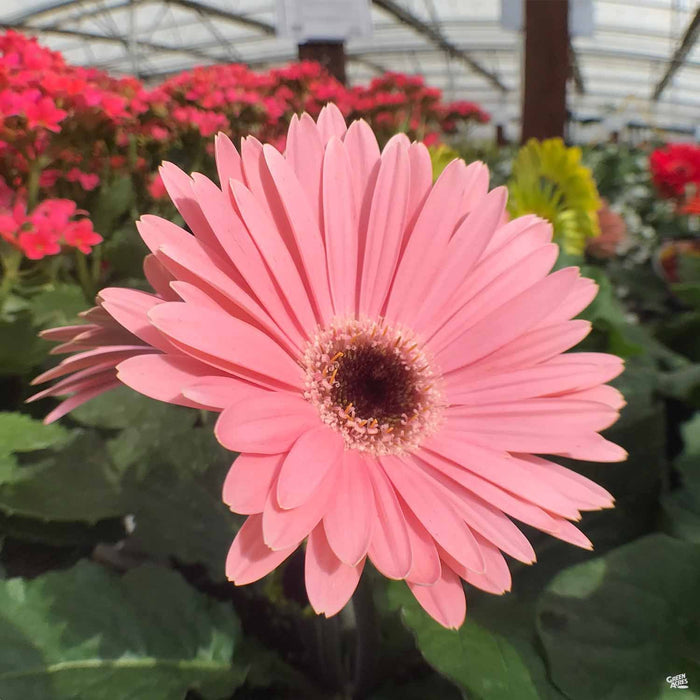 Closeup of Gerbera, Pink